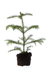 Image showing Growing araucaria pine in soil