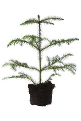 Image showing Growing araucaria pine in soil