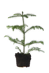 Image showing Growing araucaria pine in soil