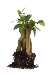 Image showing Growing bonsai tree in soil