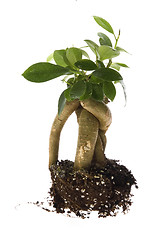 Image showing Growing bonsai tree in soil