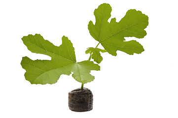 Image showing spring plant. fig