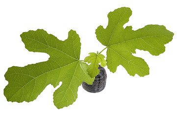 Image showing spring plant. fig