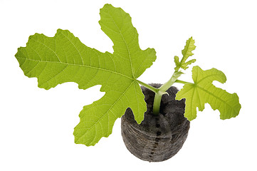 Image showing spring plant. fig