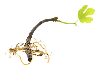 Image showing baby plant with root system. fig