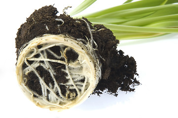 Image showing baby plant with root system