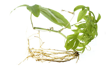 Image showing baby plant with root system