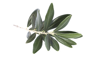 Image showing olive branch