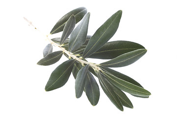 Image showing olive branch