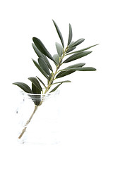 Image showing young plant in the water