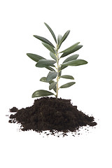 Image showing Growing olive in soil