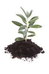 Image showing Growing olive in soil