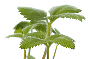 Image showing spring plant. stawberry