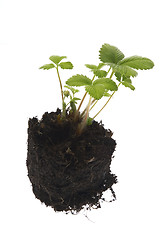 Image showing spring plant. stawberry