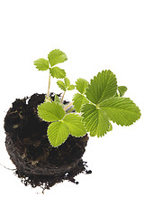 Image showing spring plant. stawberry