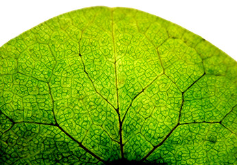 Image showing Toned leaf