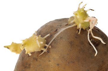 Image showing spring plant. potatoe