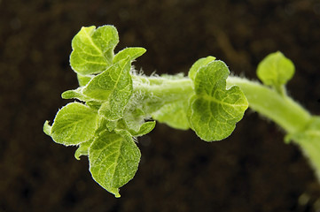 Image showing spring plant. potatoe