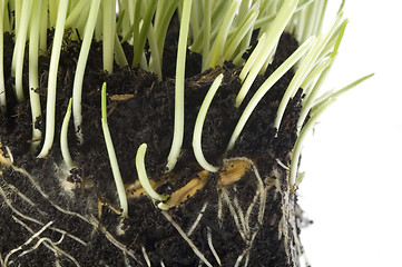 Image showing baby plant with root system