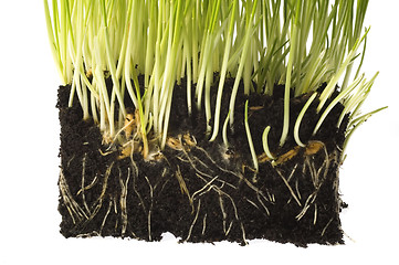 Image showing baby plant with root system