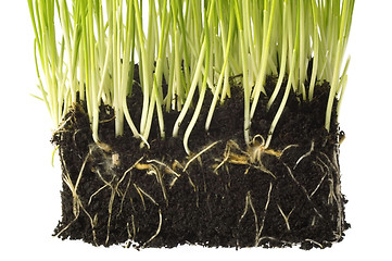 Image showing baby plant with root system