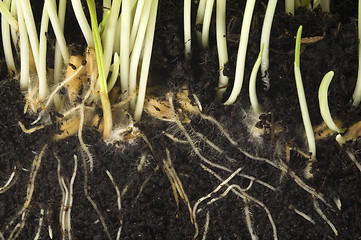 Image showing baby plant with root system