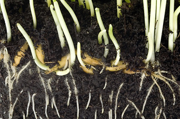 Image showing baby plant with root system