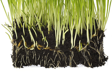 Image showing baby plant with root system