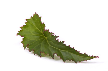 Image showing begonia leaf