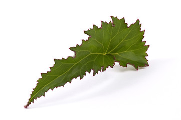 Image showing begonia leaf