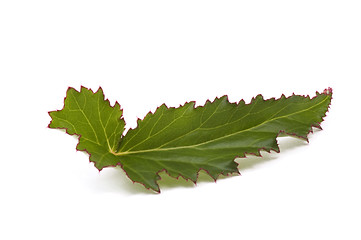 Image showing begonia leaf