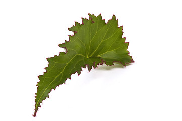 Image showing begonia leaf