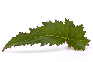 Image showing begonia leaf