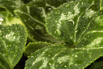 Image showing leaves and water