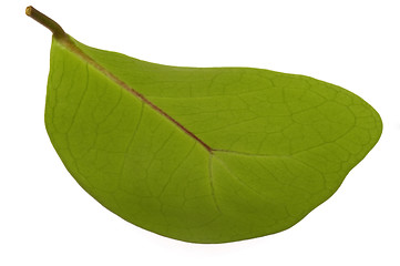 Image showing ficus - elephant. leaf