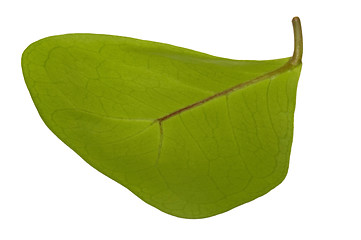 Image showing ficus - elephant. leaf