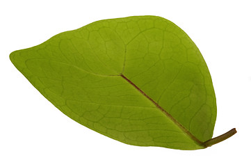 Image showing ficus - elephant. leaf