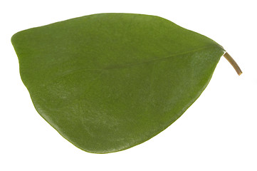 Image showing ficus - elephant. leaf