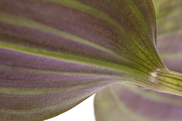 Image showing houseplant. linear leaf