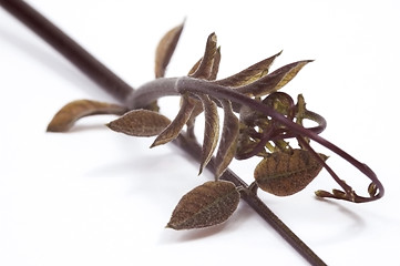 Image showing ivy. detail