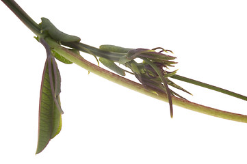 Image showing ivy. maracuja. passiflora