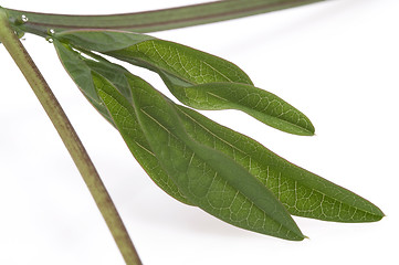 Image showing ivy. maracuja. passiflora