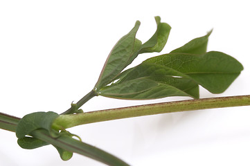 Image showing ivy. maracuja. passiflora