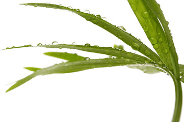 Image showing tropical leaves on the white