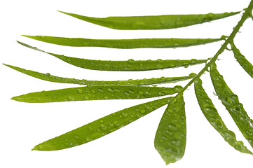 Image showing tropical leaves on the white