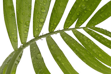 Image showing tropical leaves on the white