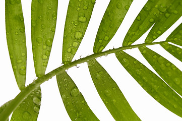 Image showing tropical leaves on the white