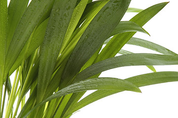 Image showing tropical leaves on the white