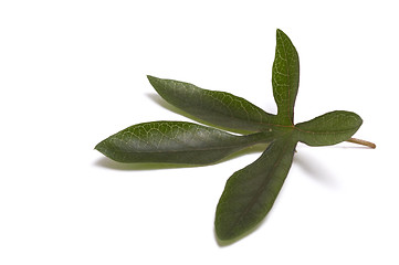 Image showing passiflora leaf
