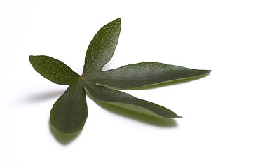 Image showing passiflora leaf